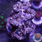 Tridacna squamosa WYSIWYG
