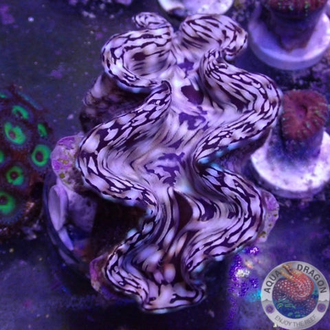 Tridacna squamosa WYSIWYG