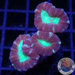 Caulastraea spp. „Toxic Mirror“
