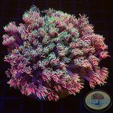 Goniopora spp. „Majesty“ WYSIWYG