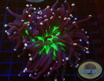 Euphyllia cristata „Jumbo Joker“