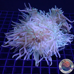 Radianthus crispa WYSIWYG