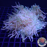 Radianthus crispa WYSIWYG