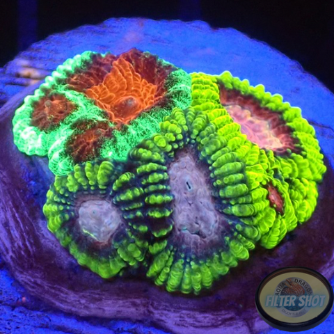 Favia spp. “Fusion” WYSIWYG