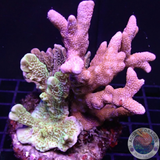 Montipora spp. „Fusion“ WYSIWYG „AD Special“