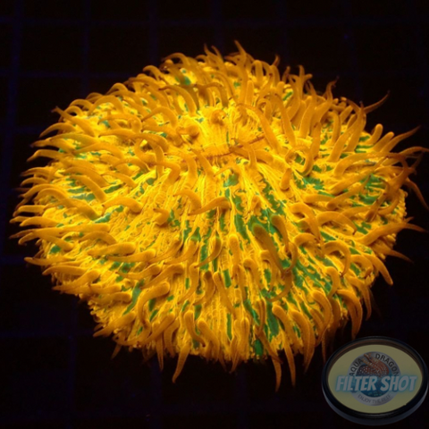 Fungia spp. „Plazma“ WYSIWYG