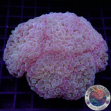 Euphyllia baliensis „Banana“ WYSIWYG