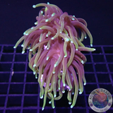 Euphyllia glabrescens „Golden Dragon“ 🐉 „AD Special“