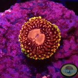 Krustenanemonen „Koala Eye“ WYSIWYG „AD Special“