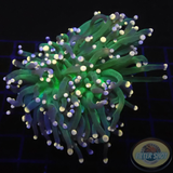 Euphyllia glabrescens „Garland“ AD Special