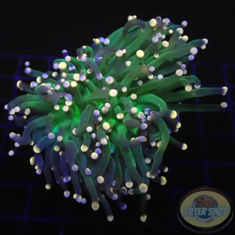 Euphyllia glabrescens „Garland“ AD Special