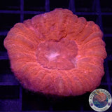 Homophyllia australis „Lava Donut“ WYSIWYG