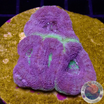 Homophyllia bowerbanki „Holy Blue“ WYSIWYG