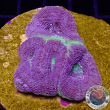 Homophyllia bowerbanki „Holy Blue“ WYSIWYG