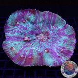 Mycedium spp. „Interstellar“ WYSIWYG