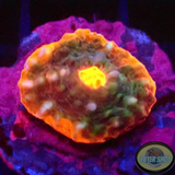 Echinophyllia spp. „Eye of Sauron“ WYSIWYG „AD Special“