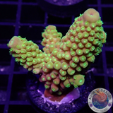 Acropora humilis „Sour Jo“ WYSIWYG