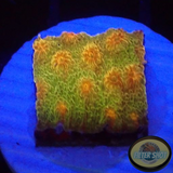 Cyphastrea spp. “Star”
