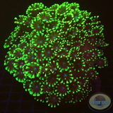 Alveopora spp. „Giga Flower“ WYSIWYG „AD Special“