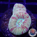 Dipsastraea spp. „Blood Diamond“ WYSIWYG „AD Special“