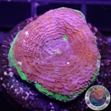 Homophyllia bowerbanki „UFO“ 🛸 AD Special