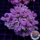 Goniopora spp. „Rainbow“ WYSIWYG