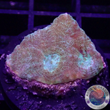 Acanthastrea echinata „Moony“ WYSIWYG