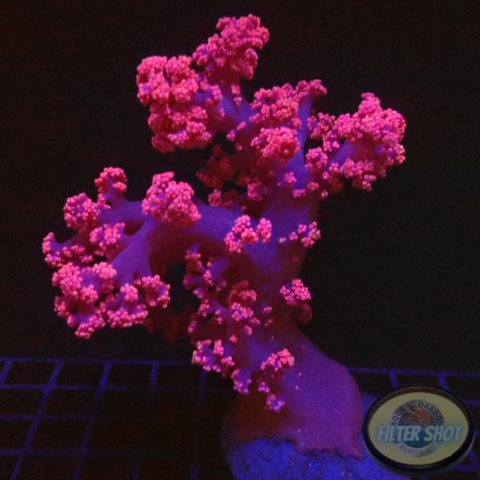 Dendronephthya spp. „Ultra Pink“ WYSIWYG