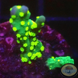 Montipora stellata „Star Wars“ WYSIWYG