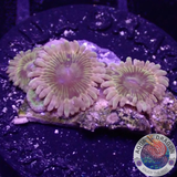 Krustenanemonen „Rainbow Punch & Adonis“ WYSIWYG