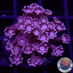 Alveopora spp. „Vampire“ WYSIWYG