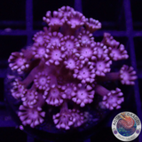 Alveopora spp. „Vampire“ WYSIWYG