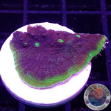 Echinophyllia spp. “Dr. Doom” WYSIWYG