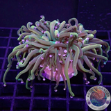 Euphyllia glabrescens “Holy Rapunzel” WYSIWYG