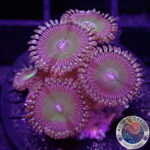 Krustenanemonen „Candy Apple Red“