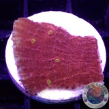 Echinophyllia spp. “Iron Man” AD Special