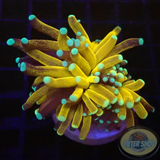 Euphyllia glabrescens 🐯 „Tiger“ WYSIWYG