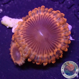 Krustenanemonen „Lunar Eclipse“