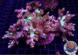 Capnella spp. WYSIWYG