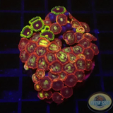 Krustenanemonen „Mixi Daisy“ WYSIWYG