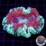 Trachyphyllia spp. „Joker Smile“ WYSIWYG