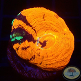 Homophyllia australis „Warpaint“ WYSIWYG