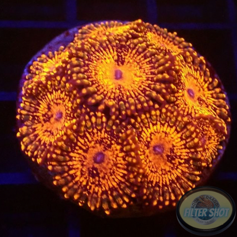 Krustenanemonen „Nightmare“ WYSIWYG