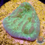Echinophyllia spp. „Croco Bounce“ WYSIWYG