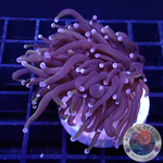 Euphyllia glabrescens „Raw“ AD Special“