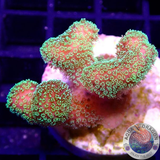 Stylophora pistillata „Green Milka“ WYSIWYG