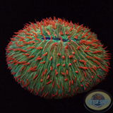 Fungia spp. „Hot Tip“ WYSIWYG