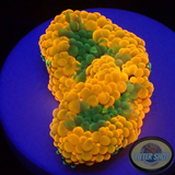 Ricordea florida „Shyne“ WYSIWYG