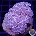 Alveopora spp. „Bordeaux“ WYSIWYG „AD Special“