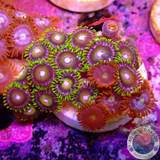 Krustenanemonen „Fire Super Saiyan“